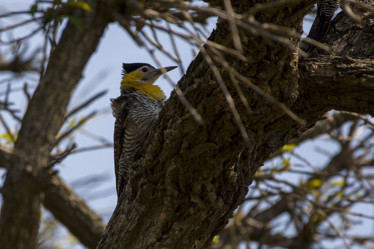 Campo Flicker - Leonel Melvern