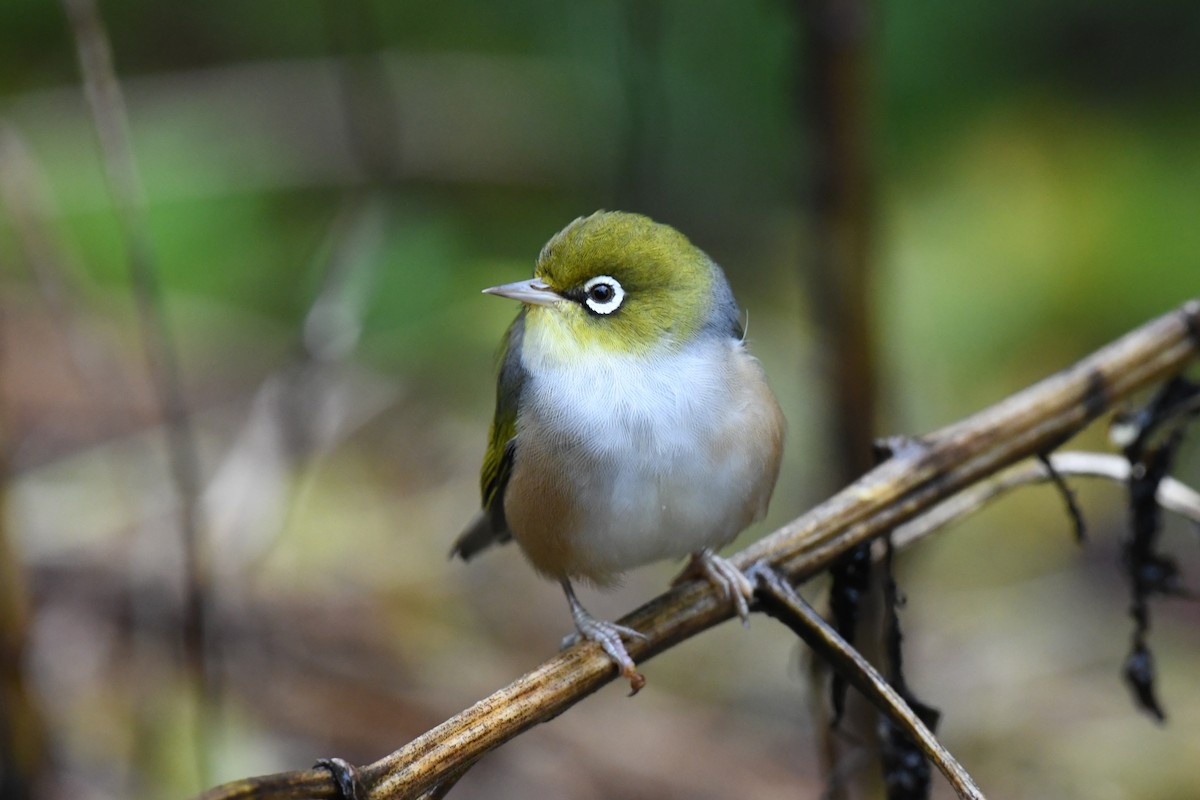 Silvereye - ML453399811