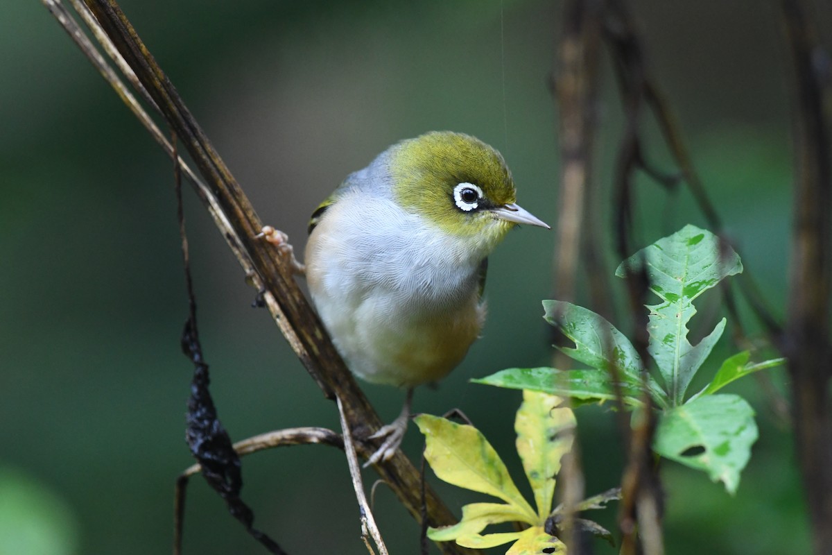 Silvereye - ML453399861