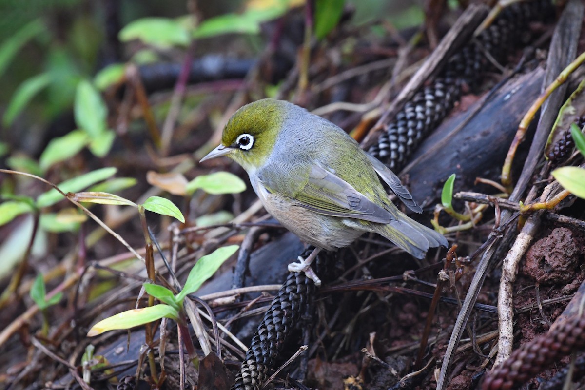 Silvereye - ML453399931