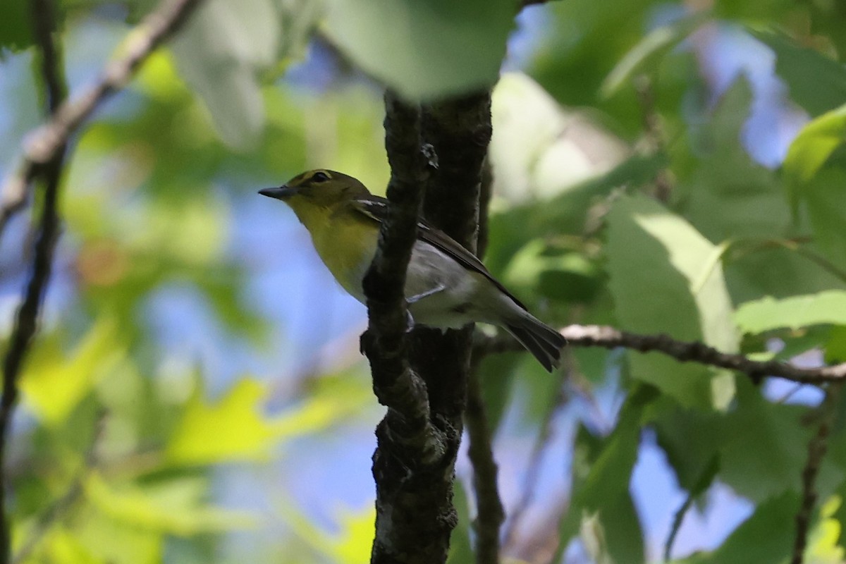 Yellow-throated Vireo - ML453401601