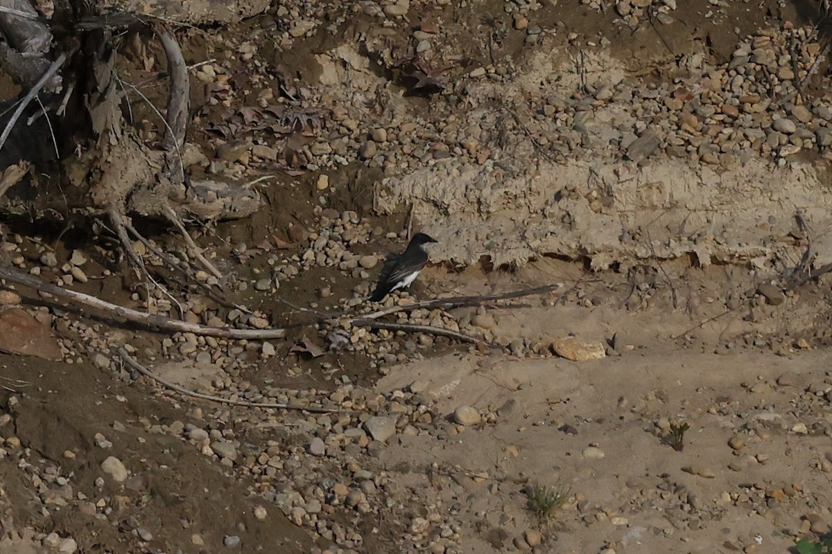 Eastern Kingbird - ML453401681