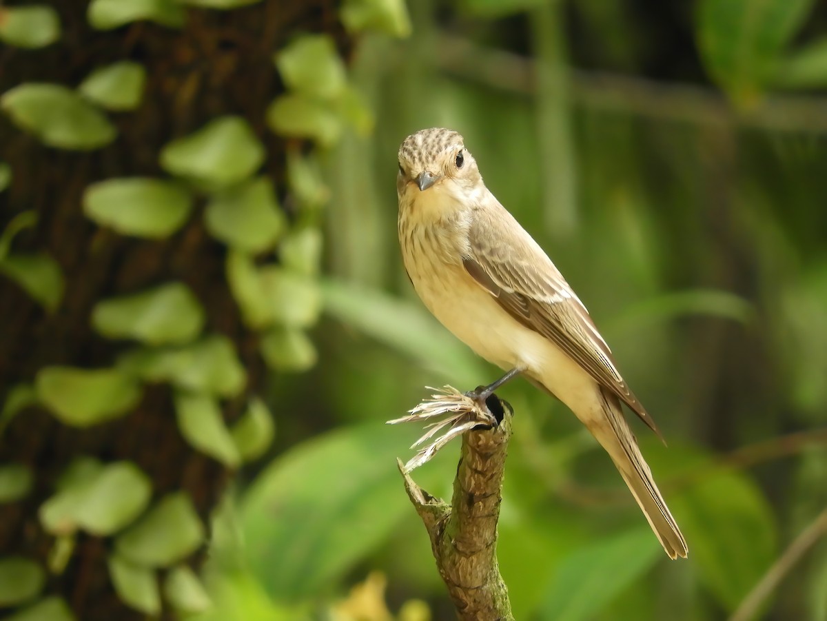 Spotted Flycatcher - ML453402571