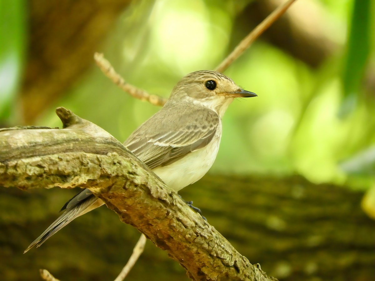 Spotted Flycatcher - ML453402591