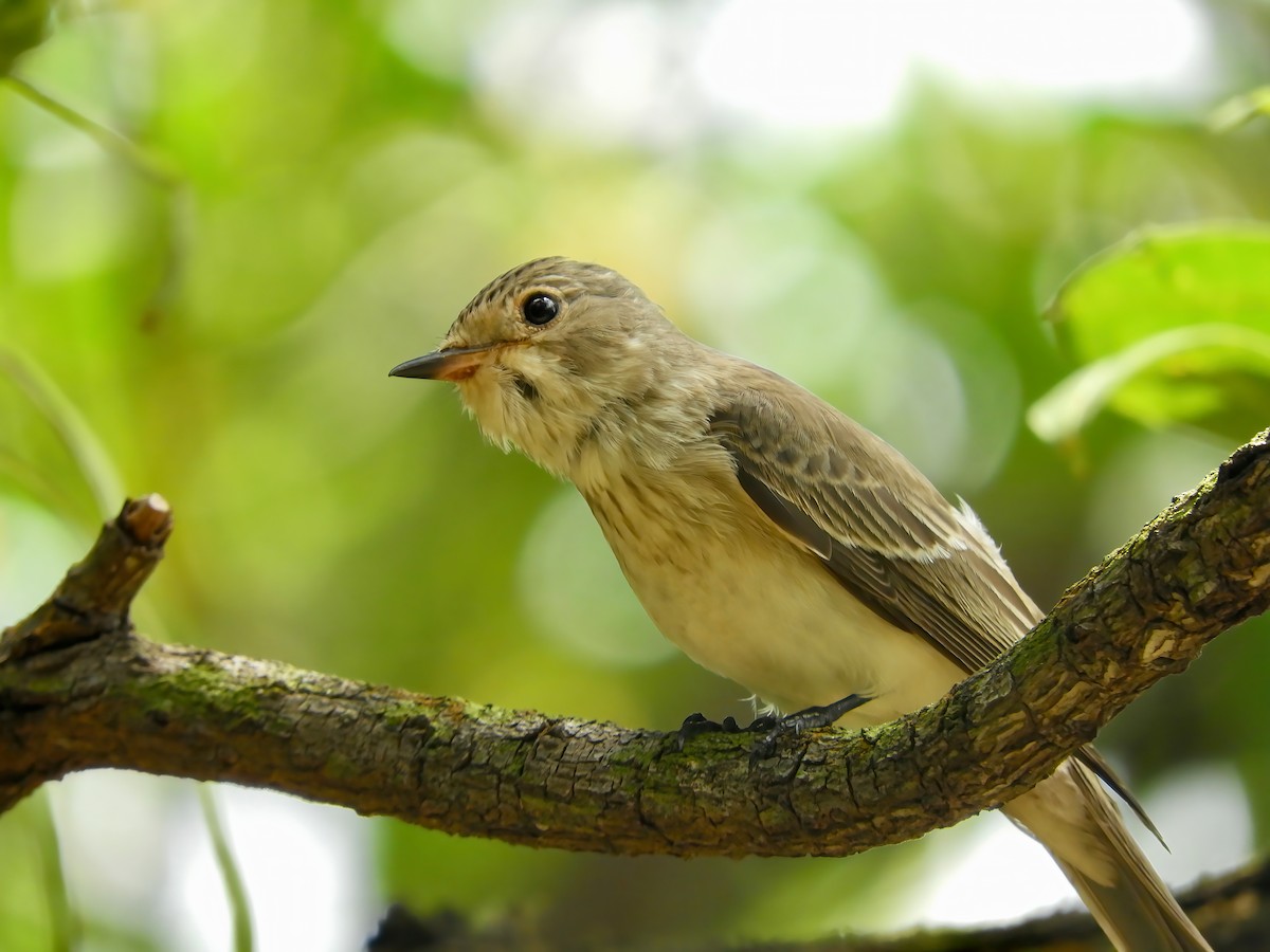 Spotted Flycatcher - ML453402611