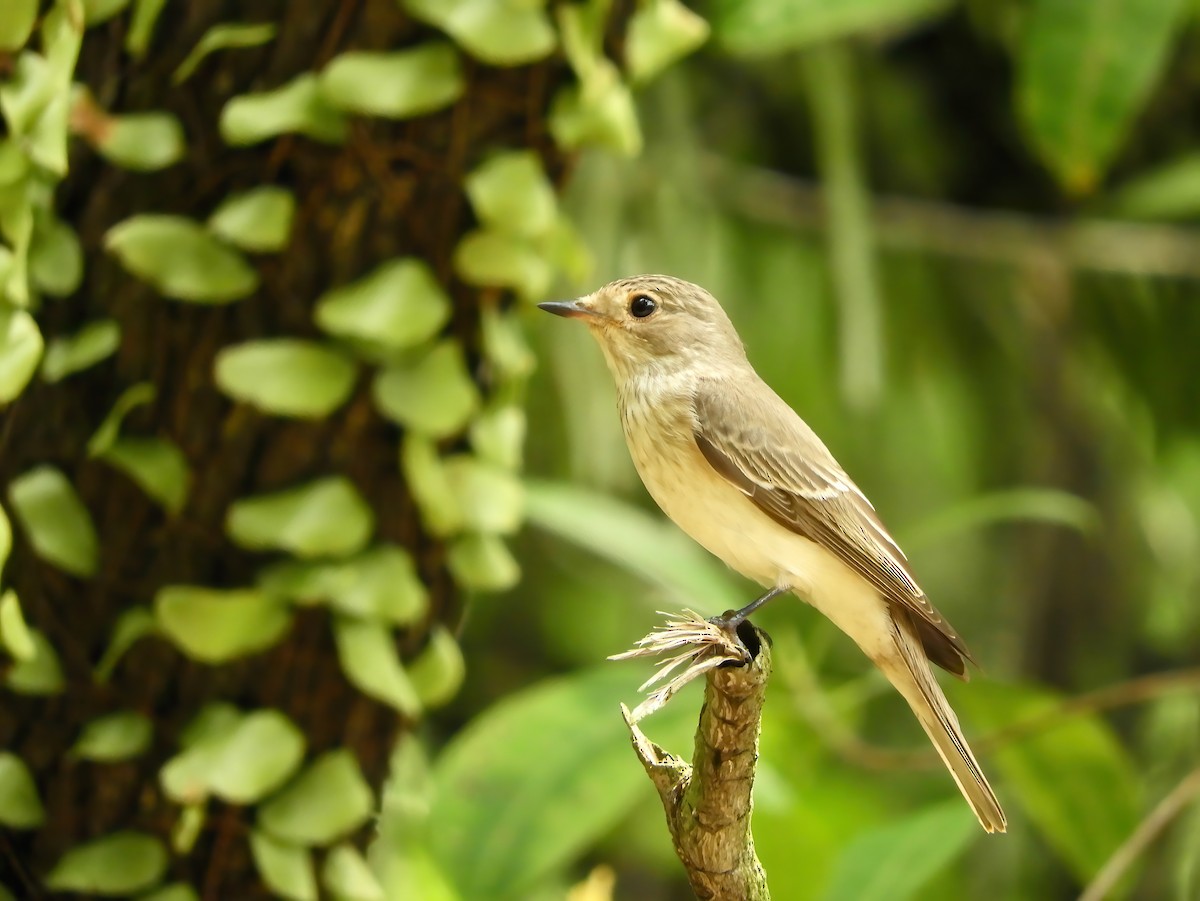 Spotted Flycatcher - ML453402711