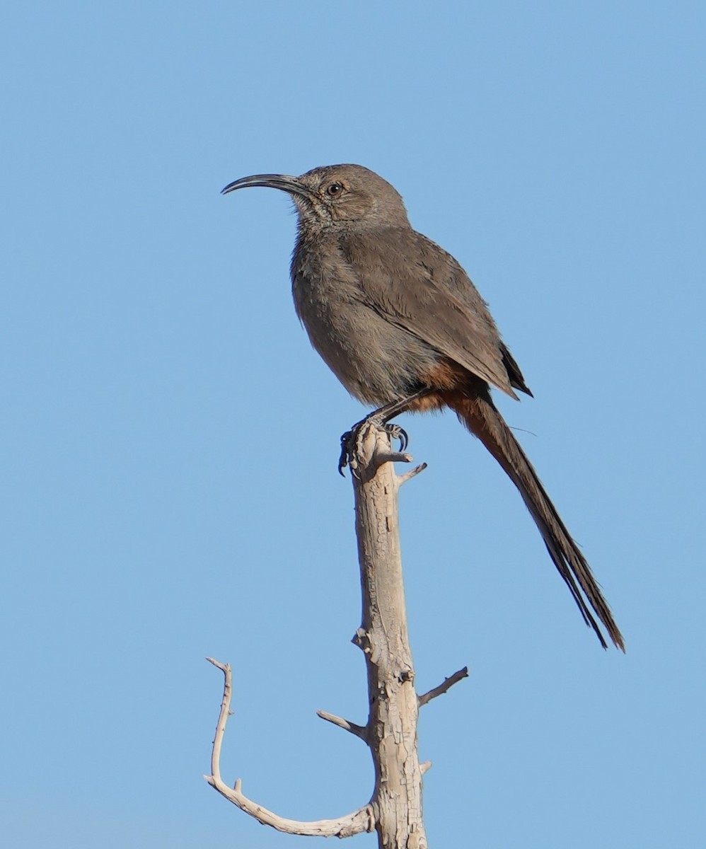 mesquitespottefugl - ML453403301