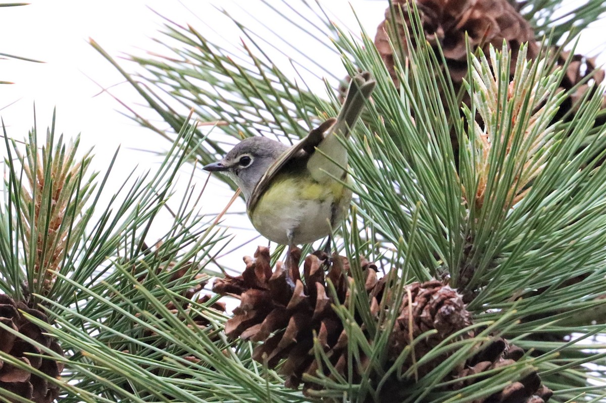 Vireo de Cassin - ML453404351