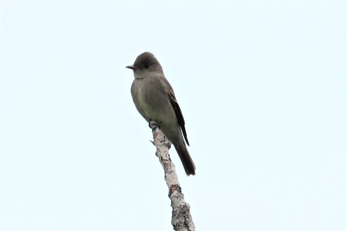 Western Wood-Pewee - ML453404421