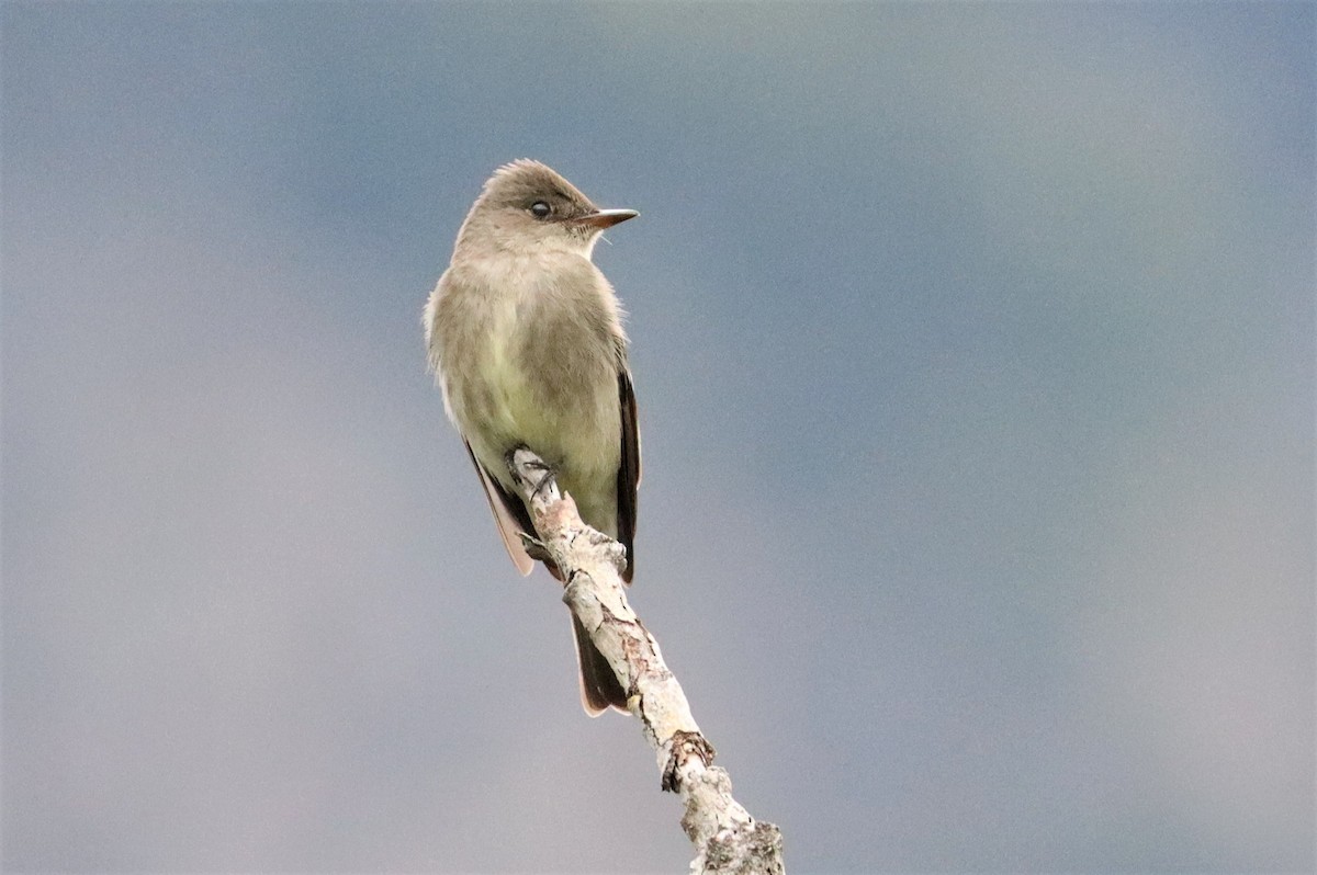 Western Wood-Pewee - ML453404471