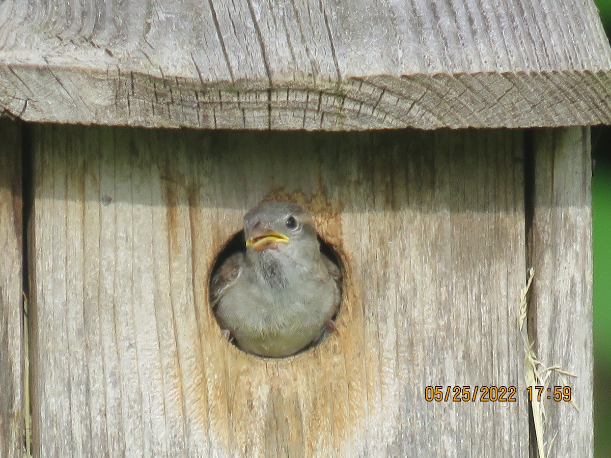 Moineau domestique - ML453404751