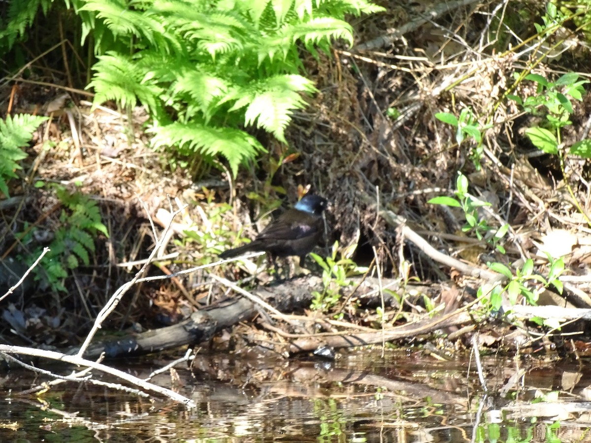 Common Grackle - ML453404901