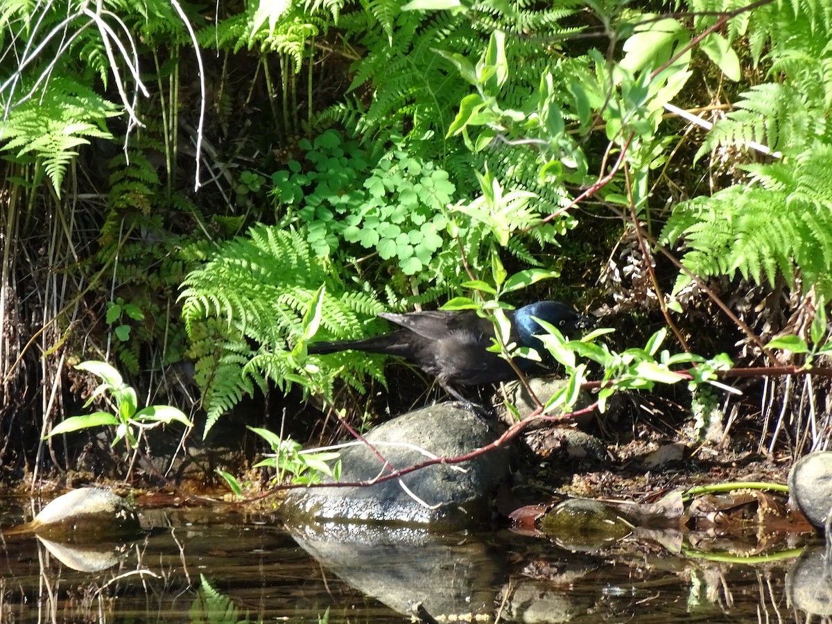 Common Grackle - ML453404981