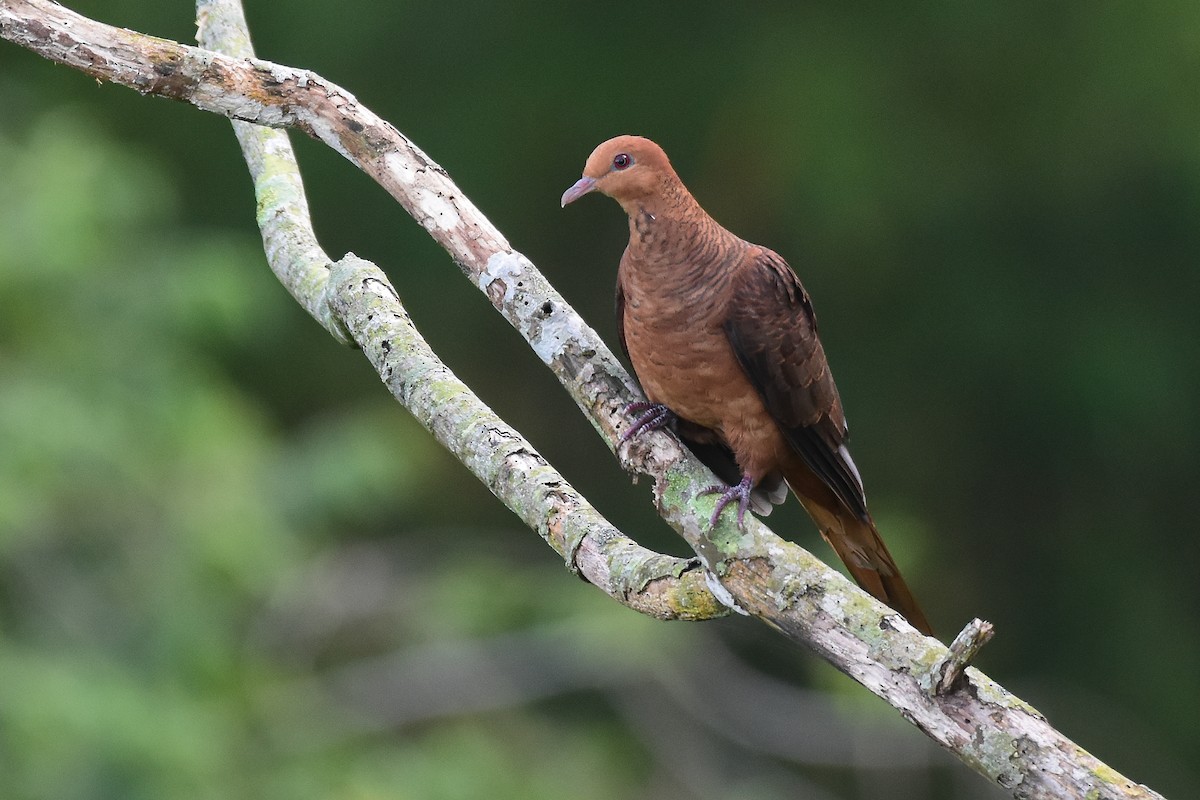 Ruddy Cuckoo-Dove - ML453405351