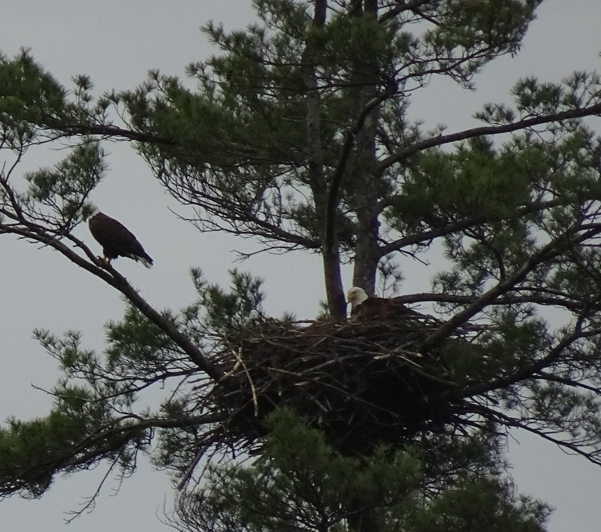 Weißkopf-Seeadler - ML453405381