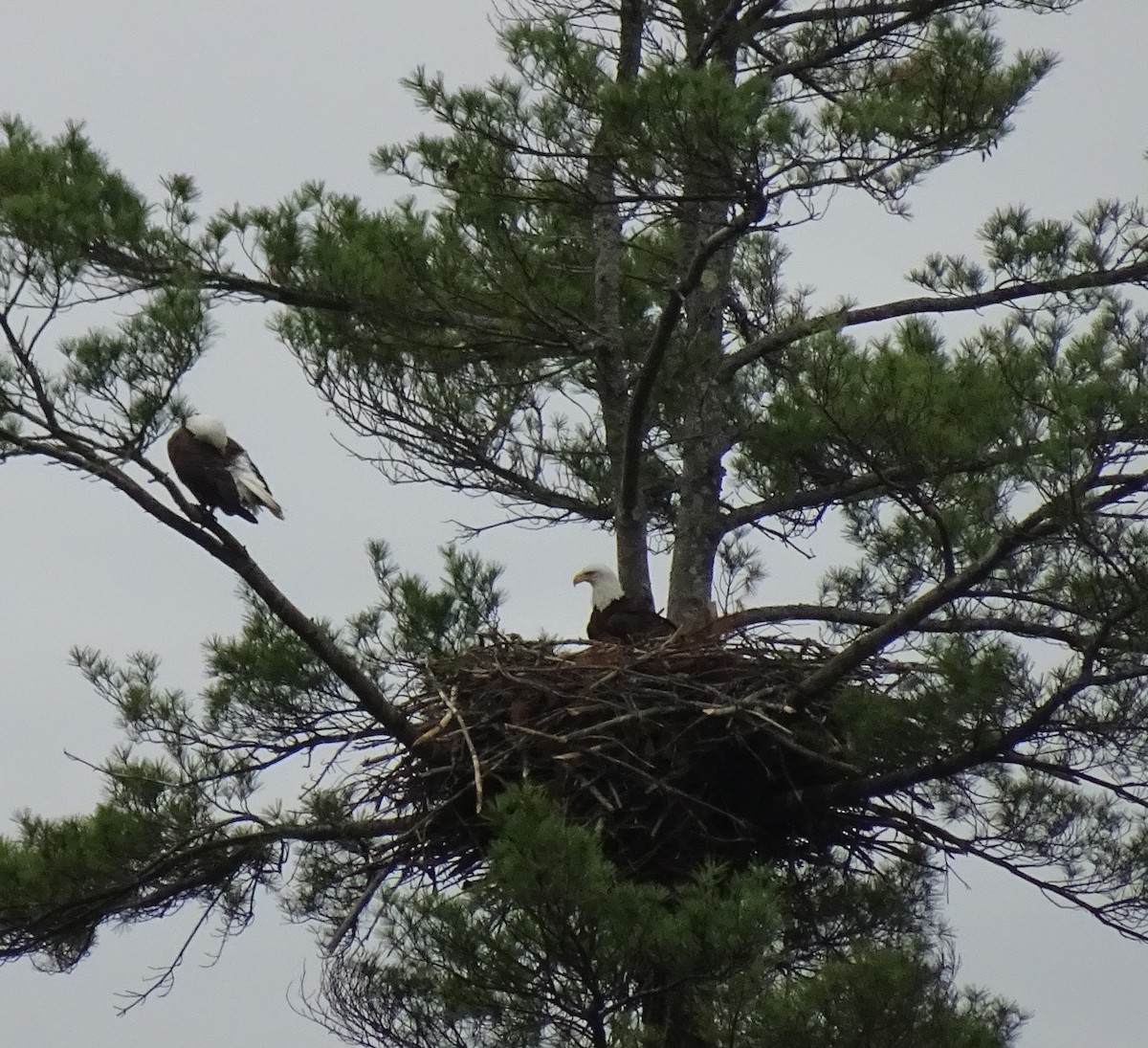 Weißkopf-Seeadler - ML453405401