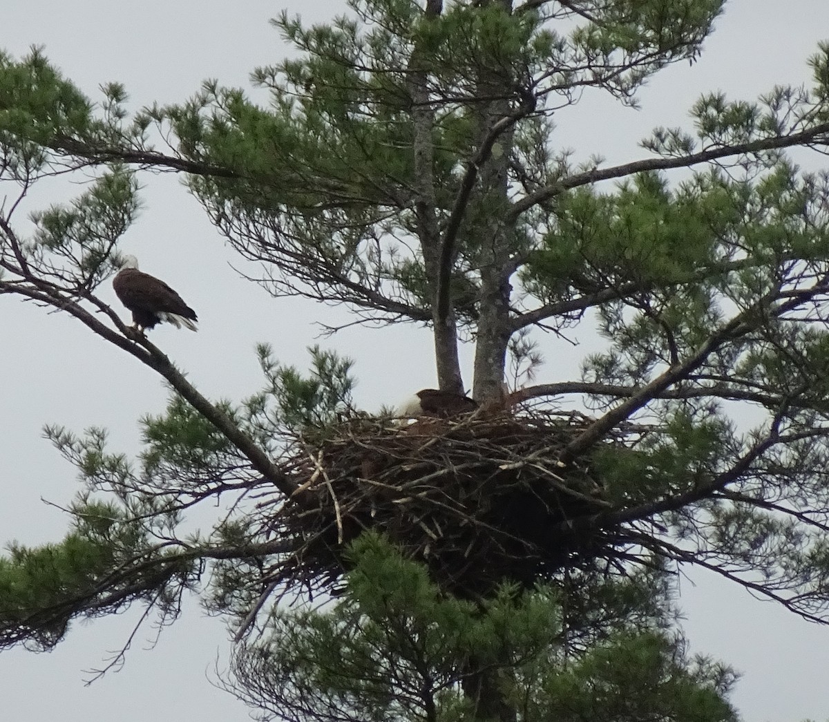 Weißkopf-Seeadler - ML453405421