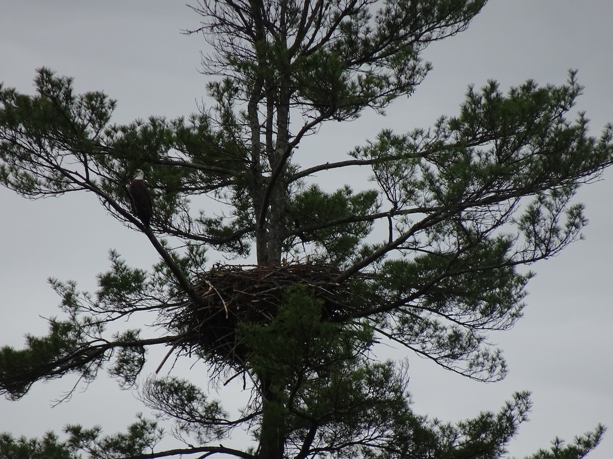 Bald Eagle - ML453405451