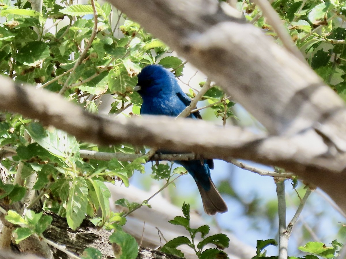 Indigo Bunting - ML453405521