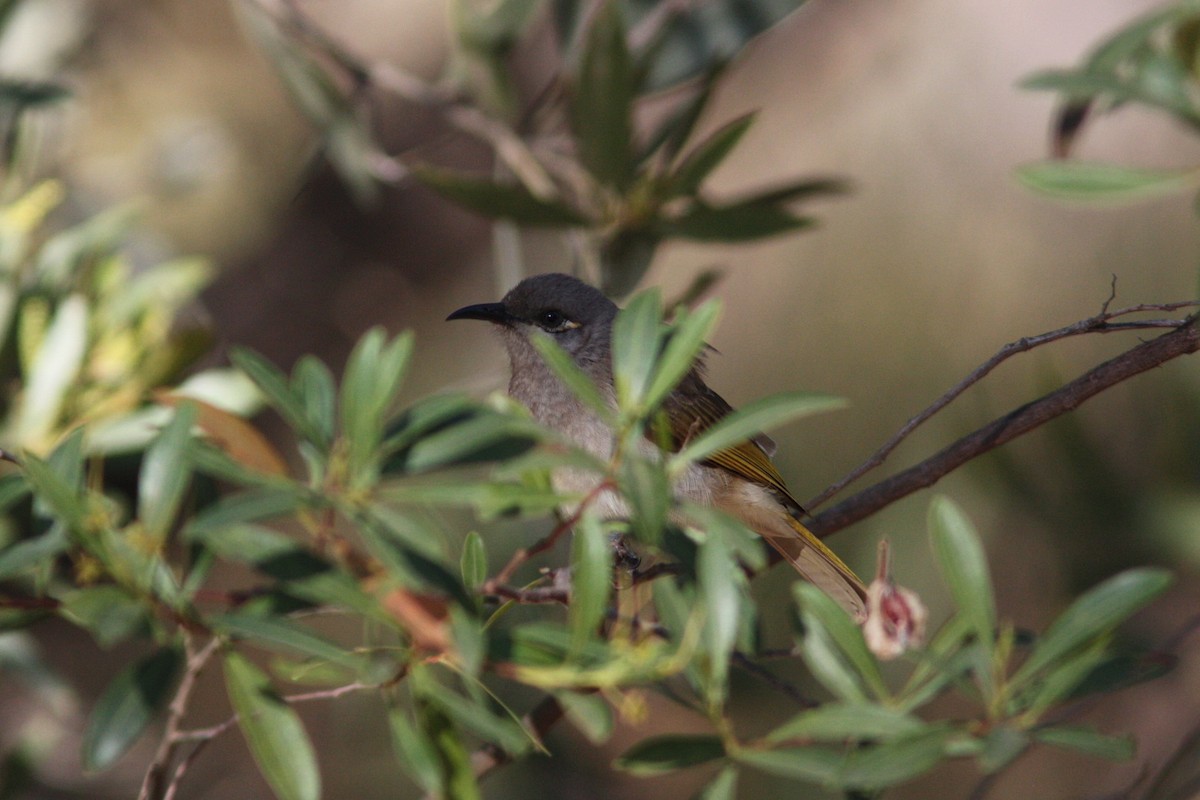 Brown Honeyeater - ML453405621