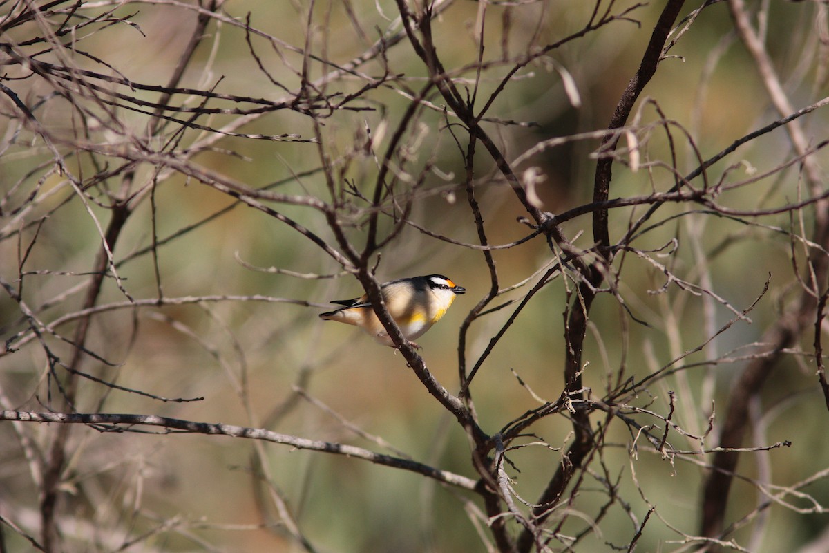 Striated Pardalote - ML453405791