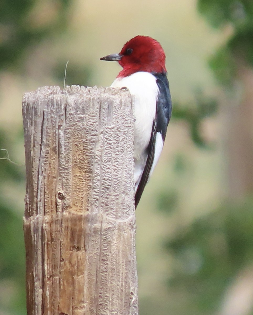 Red-headed Woodpecker - ML453405911