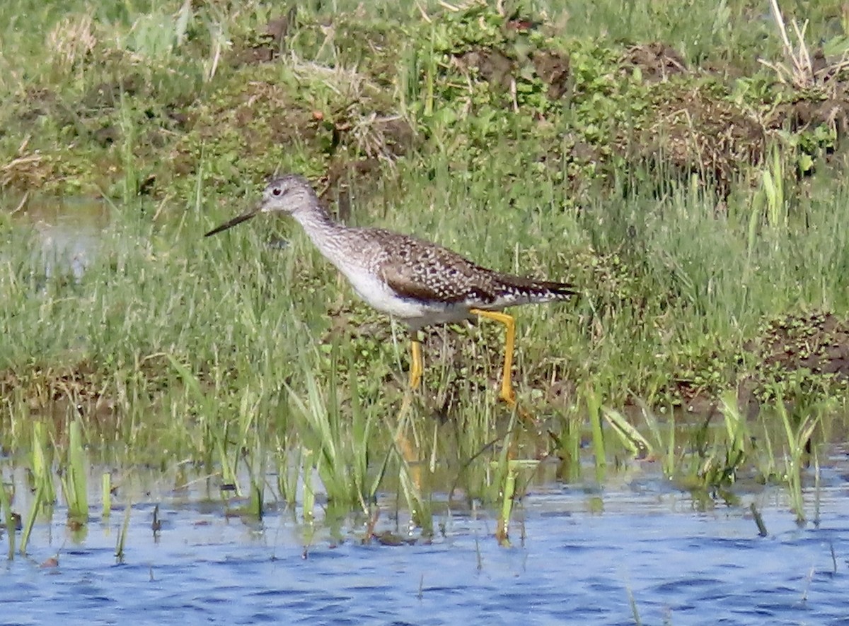 Greater Yellowlegs - ML453406241