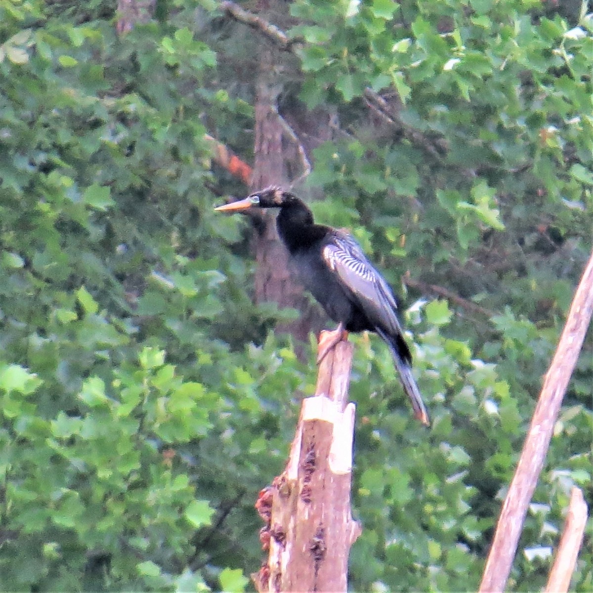 Anhinga - ML453407571