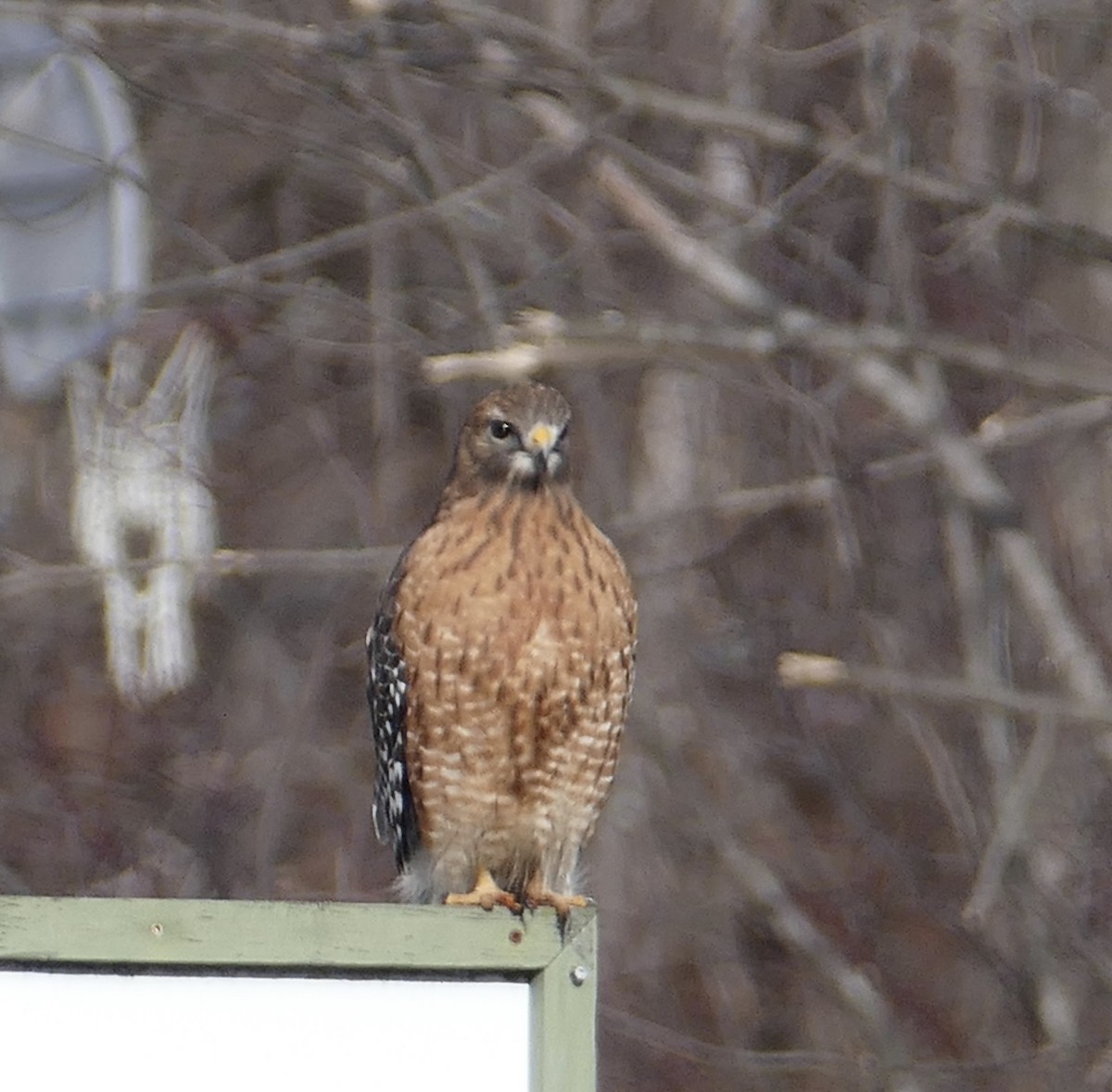 Red-shouldered Hawk - ML453407581