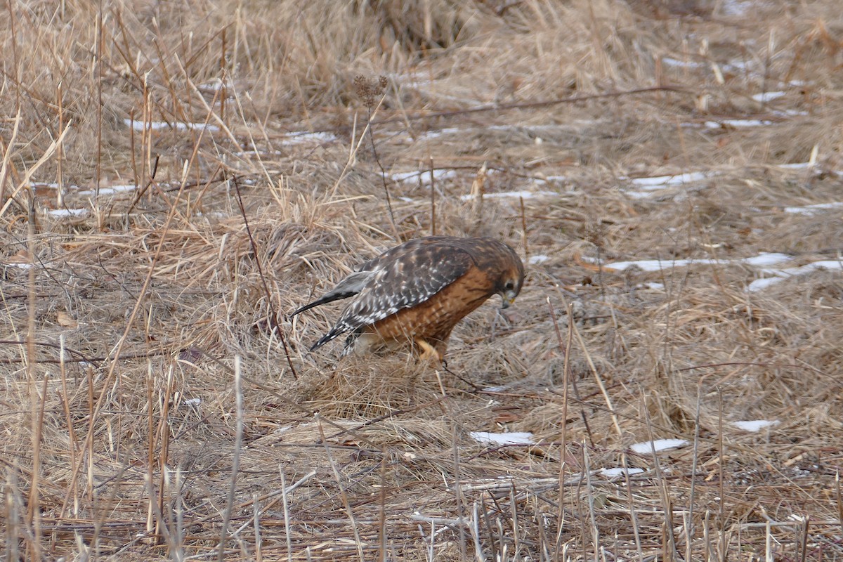 Red-shouldered Hawk - ML453407681