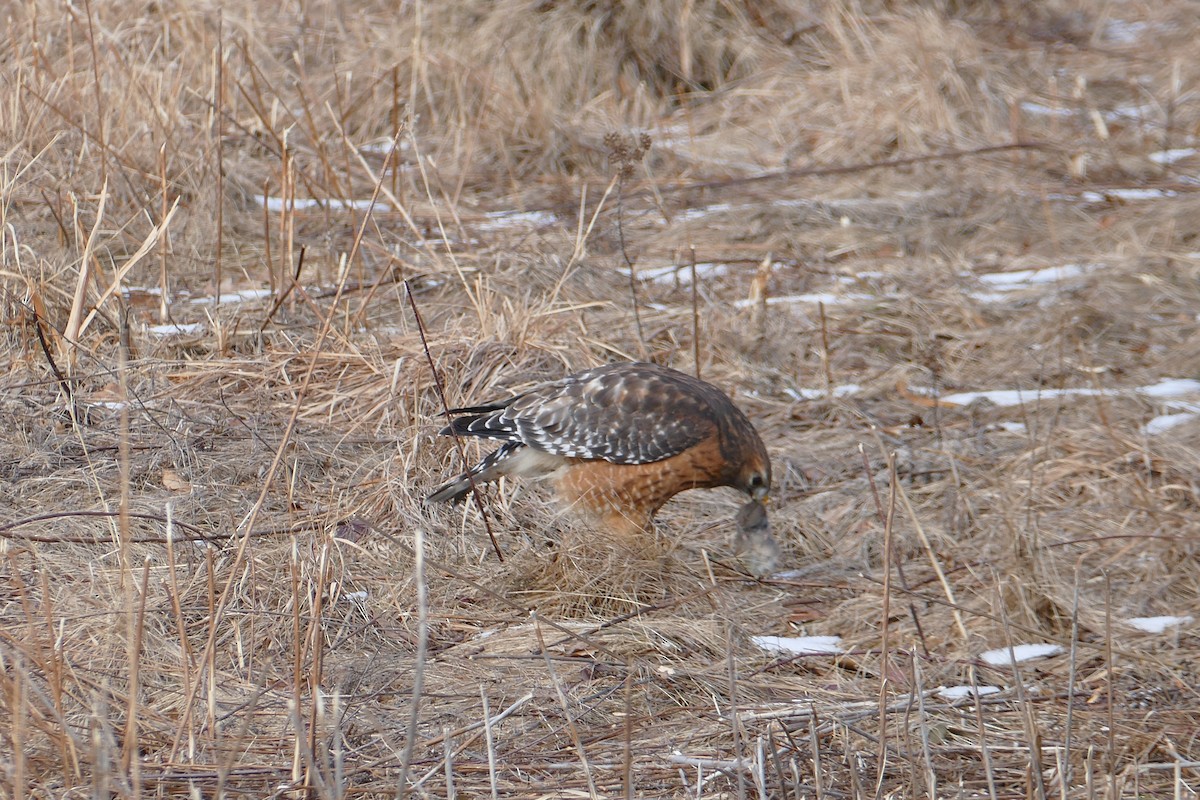 Red-shouldered Hawk - ML453407701