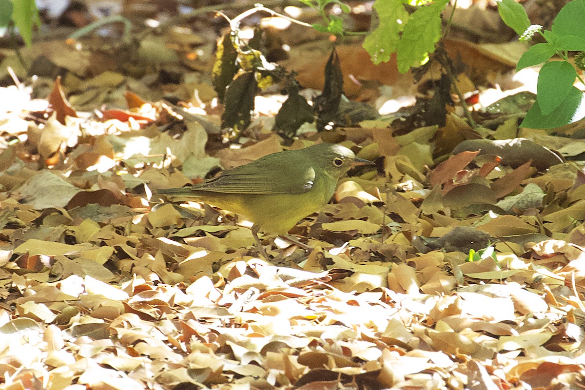 Connecticut Warbler - ML453407941