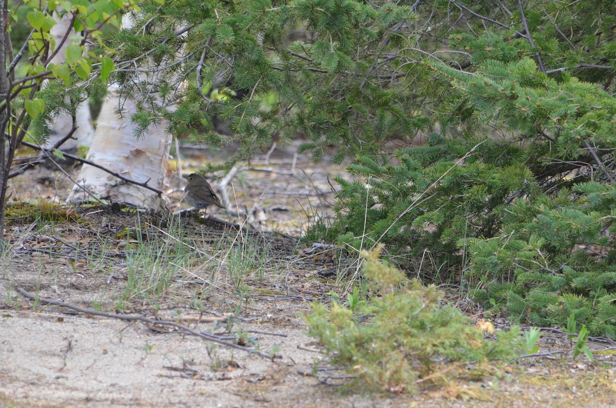 Swainson's Thrush - ML453408441