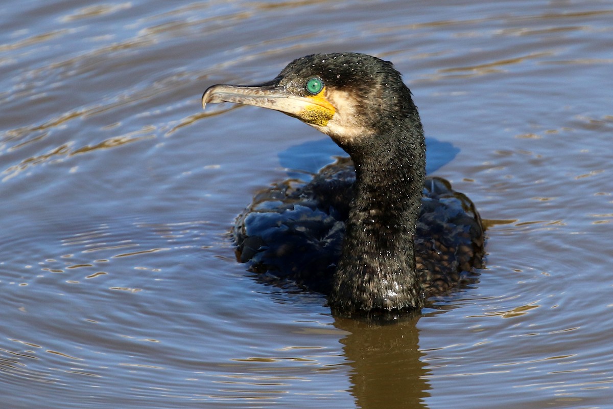 Great Cormorant (Australasian) - Deb & Rod R