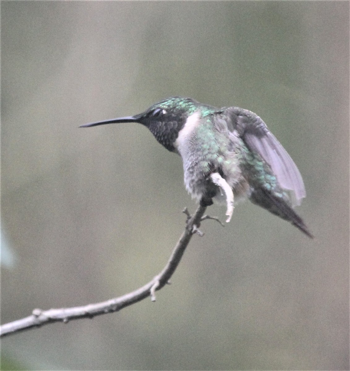Ruby-throated Hummingbird - Lydia Friedland