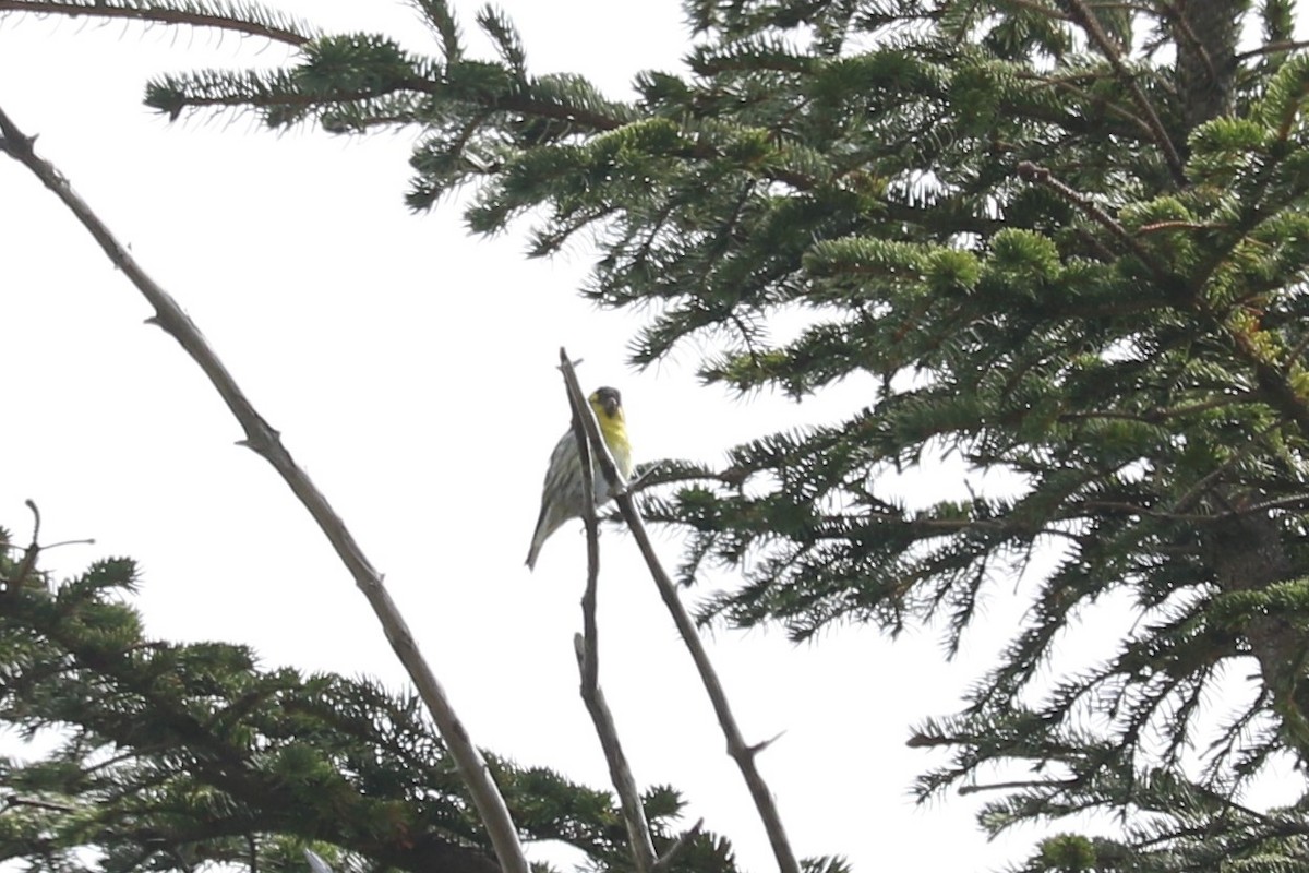 Eurasian Siskin - ML453411111