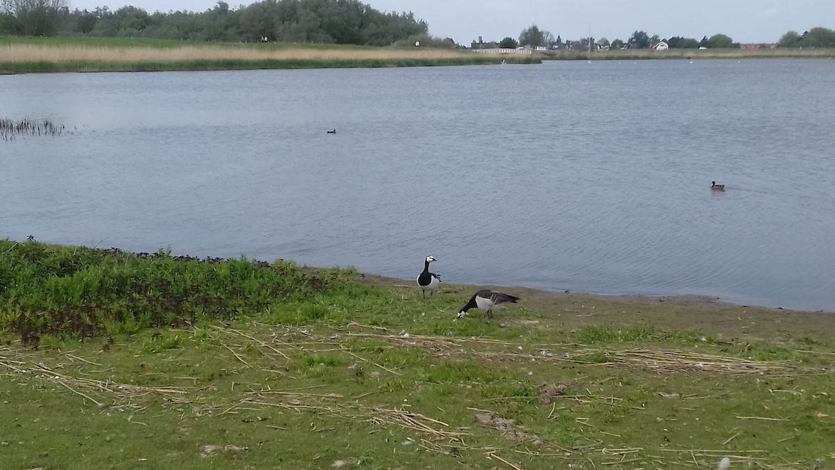 Barnacle Goose - ML453411171