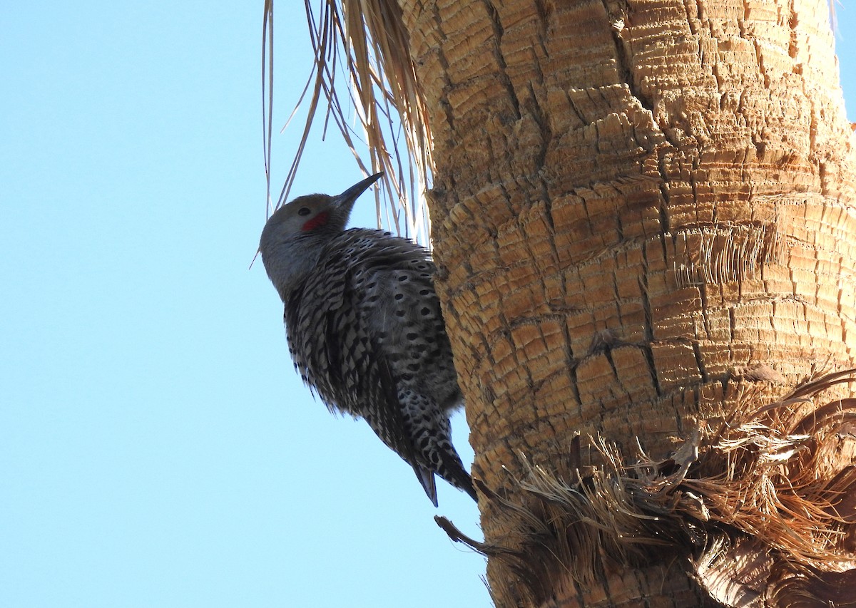 Northern Flicker (Red-shafted) - Chris Dean