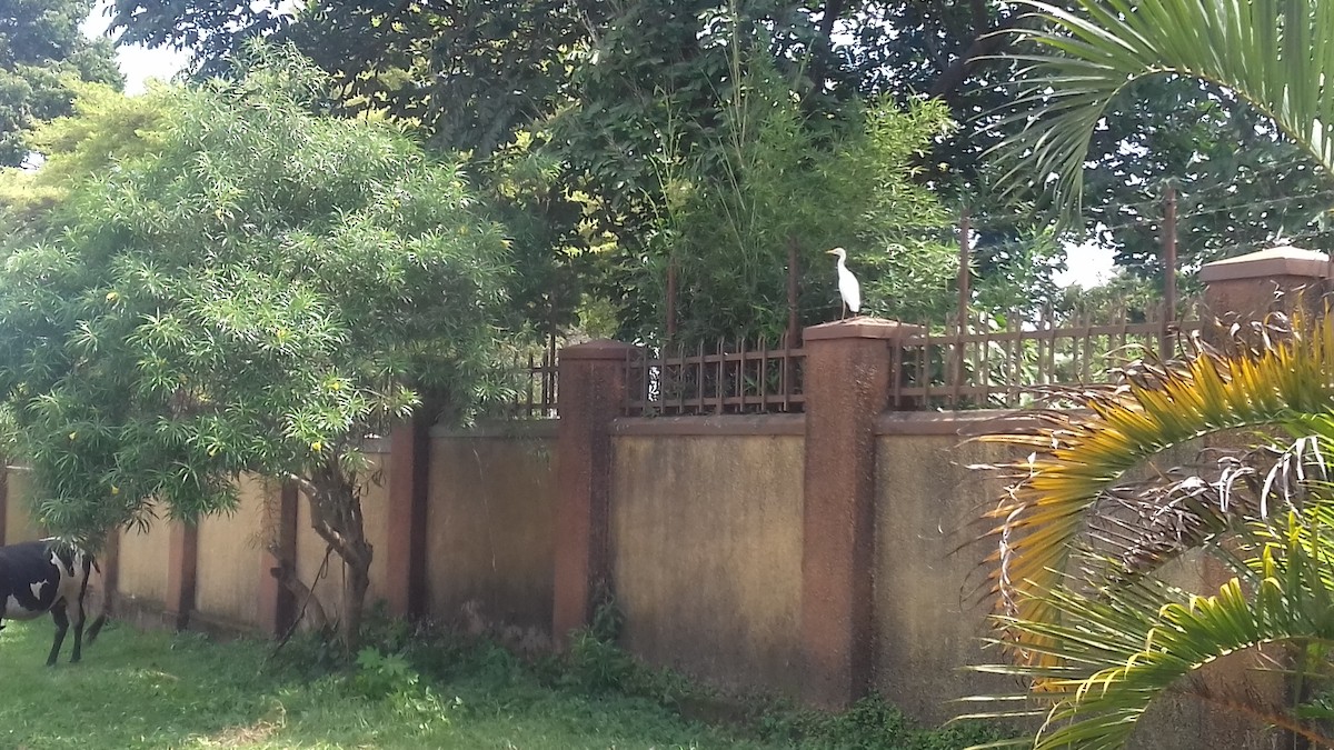 Western Cattle Egret - ML453411731