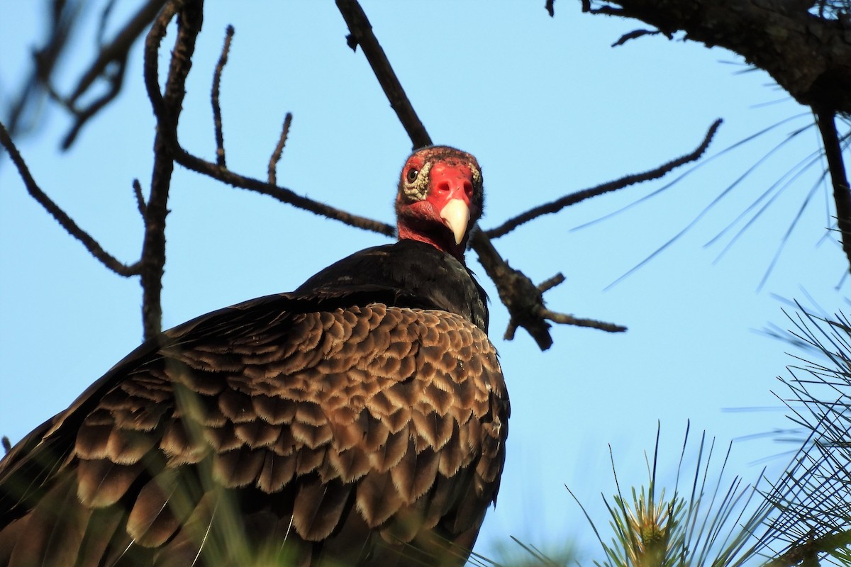 Turkey Vulture - ML453413321