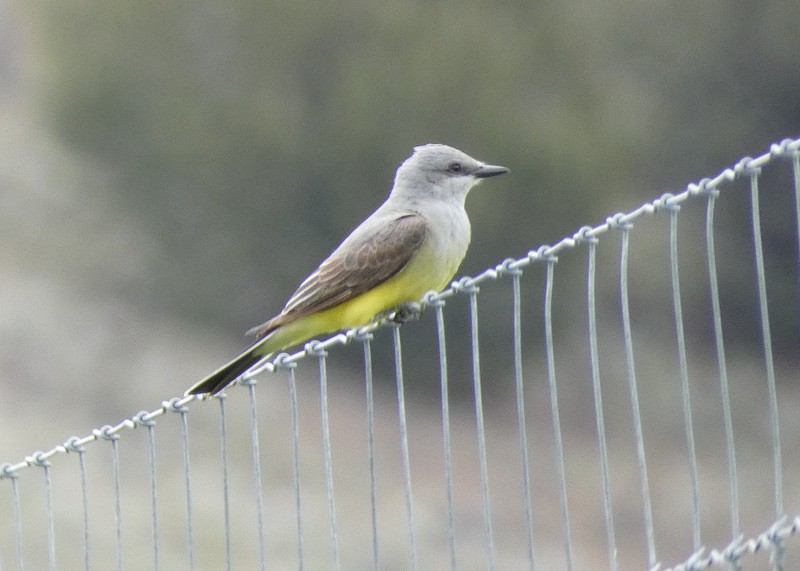 Western Kingbird - ML453415921