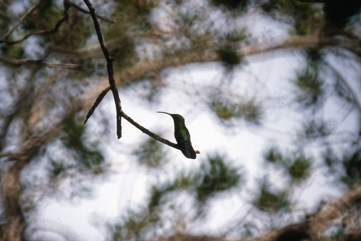 Зеленогрудый колибри - ML453416581