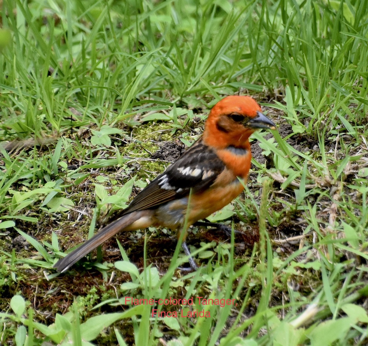 Flame-colored Tanager - ML453416841