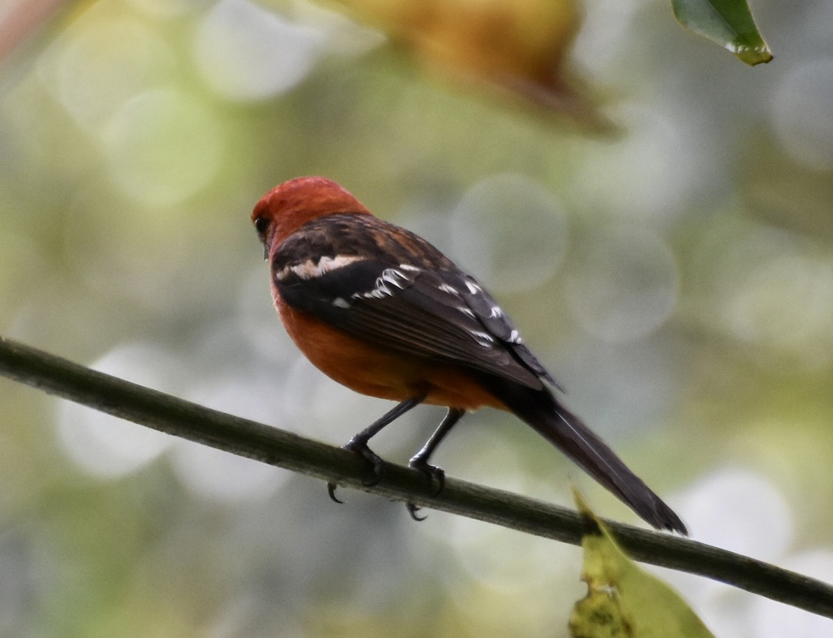 Flame-colored Tanager - ML453416971