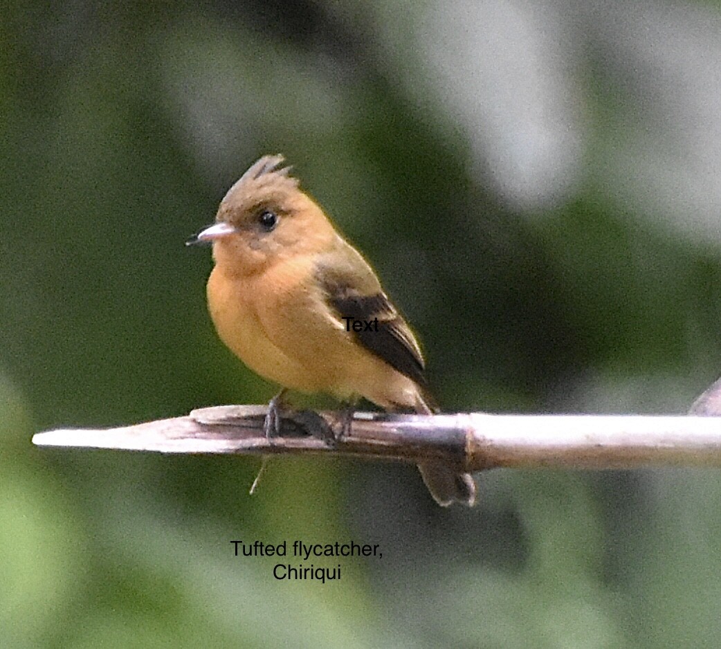 Tufted Flycatcher - ML453417121