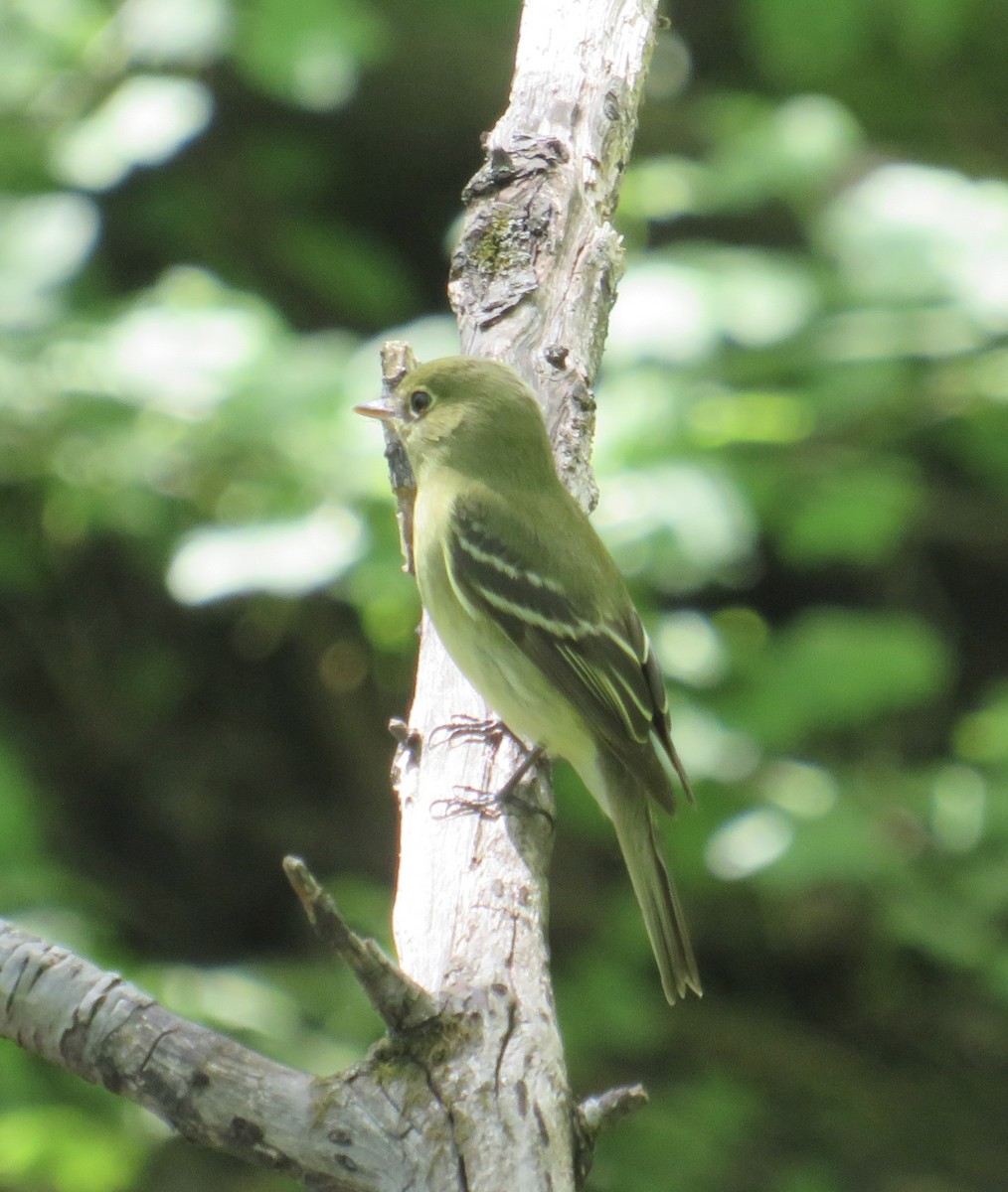 Yellow-bellied Flycatcher - ML453417241