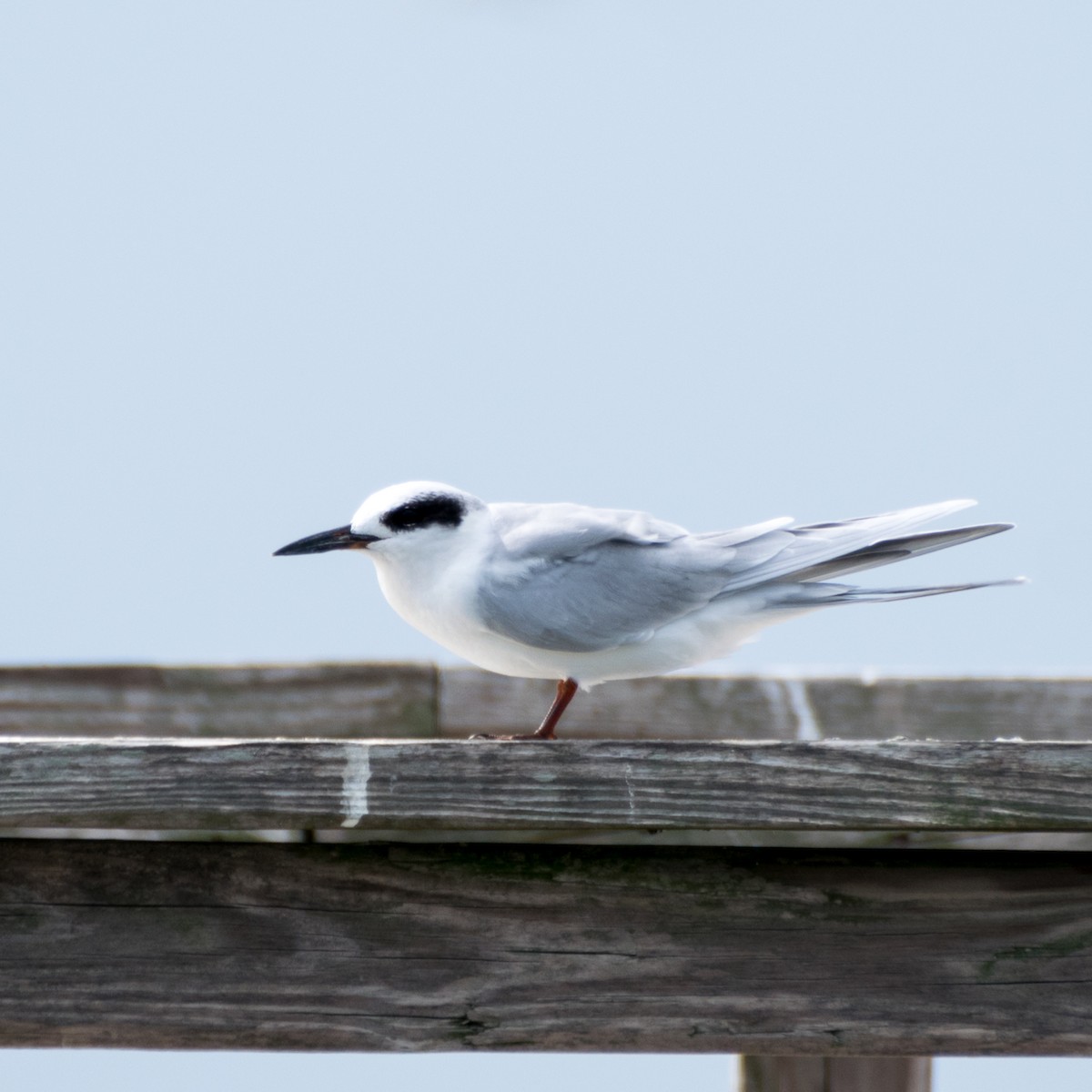 Forster's Tern - ML45341741