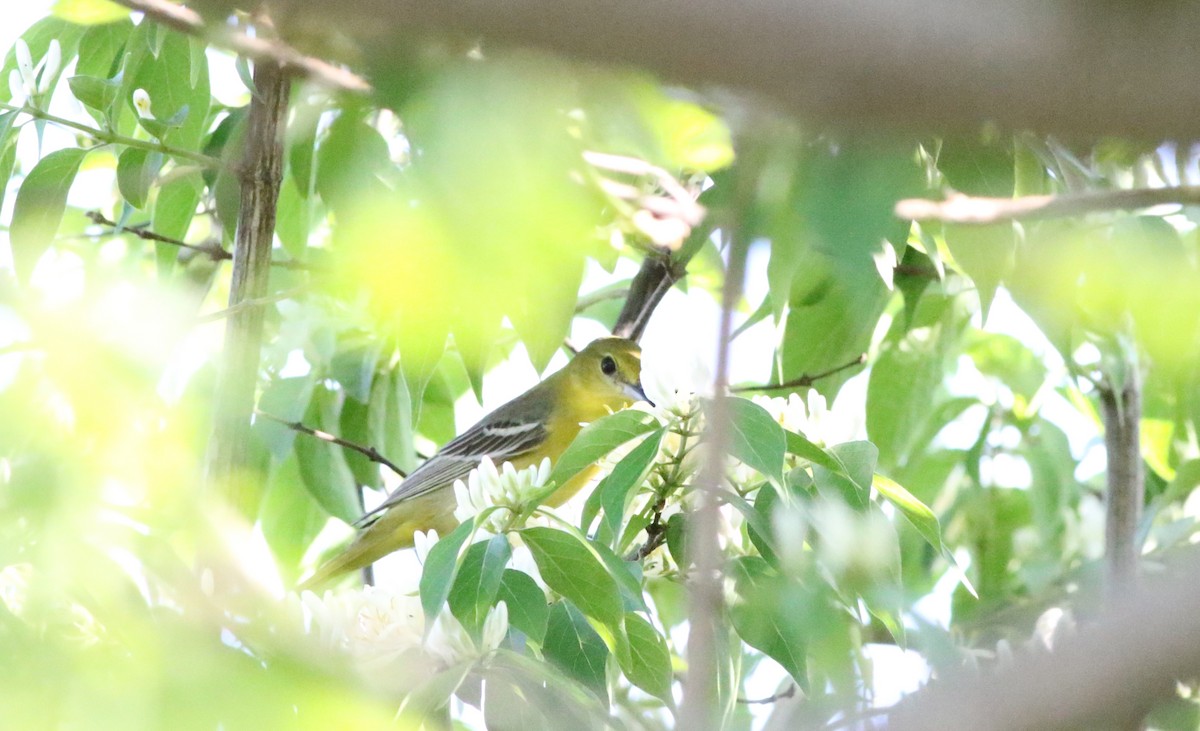 Orchard Oriole - ML453417451