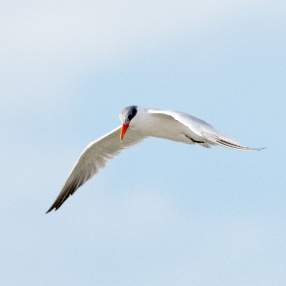 Caspian Tern - ML45341761