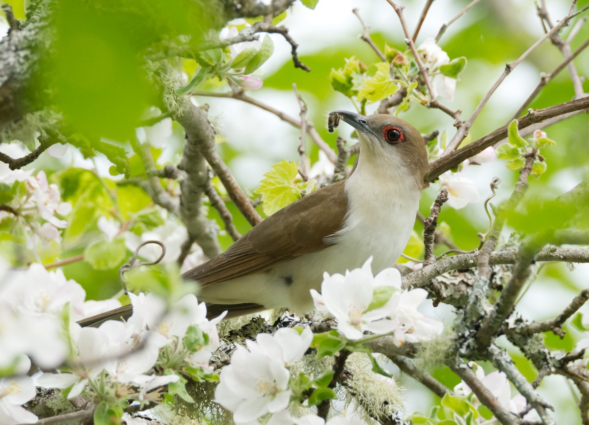 Black-billed Cuckoo - Matthew Cameron